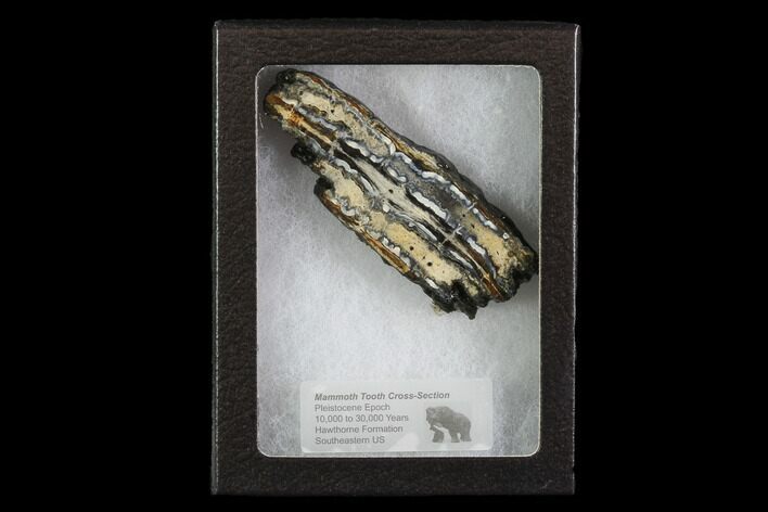 Mammoth Molar Slice With Case - South Carolina #95283